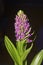 Southern Marsh Orchid