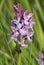 Southern Marsh Orchid