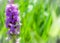 Southern marsh orchid