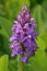 Southern Marsh Orchid