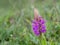 Southern Marsh Orchid aka Dactylorhiza praetermissa, at Braunton Burrows SSSI, North Devon, England.