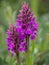 Southern Marsh Orchid aka Dactylorhiza praetermissa, at Braunton Burrows SSSI, North Devon, England.