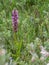 Southern Marsh Orchid aka Dactylorhiza praetermissa, in Creeping Willow aka Salix repens at Braunton Burrows SSSI, North