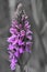 Southern marsh orchid dactylorhiza praetermissa