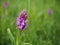 Southern Marsh Orchid (Dactylorhiza praetermissa)