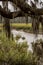 Southern Marsh Through Spanish Moss