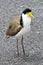 Southern masked lapwing standing on the ground.