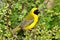 Southern Masked Weaver