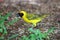 Southern masked weaver