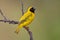 Southern Masked Weaver