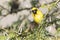 Southern Masked Weaver or African Masked Weaver, Ploceus velatus, perched on Fever Tree