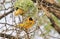 Southern Masked Weaver - African Wild Bird Background - Building a Home