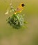 Southern Masked Weaver Bird