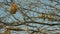 Southern masked weaver birds at lake baringo, kenya