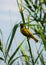 Southern masked weaver gathering nest-building material