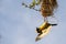 Southern masked weaver & its nest