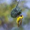 Southern Masked Weaver in Kruger National park, South Africa