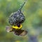 Southern Masked Weaver in Kruger National park, South Africa