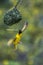 Southern Masked Weaver in Kruger National park, South Africa