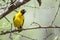 Southern Masked-Weaver in Kruger National park, South Africa