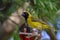 Southern masked weaver ( Ploceus velatus )