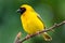 Southern masked weaver ploceus velatus