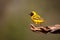 Southern masked weaver sitting on a branch