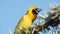 Southern Masked Weaver Sitting On The Spiky Branches Of A Tree Gently Moving On The Wind With Blue