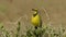 Southern Masked Weaver standing on a tree