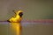 Southern masked weaver taking a bath