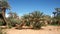 Southern Morocco palms - Sahara