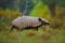 Southern Naked-tailed Armadillo, Cabassous unicinctus, Pantanal, Brazil