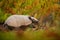 Southern Naked-tailed Armadillo, Cabassous unicinctus, strange rare animal with shell in the nature habitat, Pantanal, Brazil