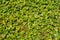 Southern ornamental outdoor plant liana Ivy background.