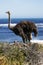 Southern ostrich struthio camelus