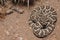 Southern Pacific Rattlesnake