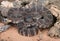 Southern Pacific Rattlesnake (Crotalus viridis helleri).