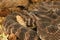 Southern Pacific Rattlesnake (Crotalus viridis helleri).