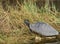 Southern Painted Turtle