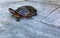 Southern Painted Turtle