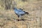 Southern pale chanting goshawk