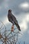 Southern Pale Chanting Goshawk Bird, Africa