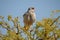 Southern Pale Chanting Goshawk, Melierax canorus