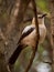 Southern pied babbler