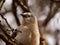 Southern pied babbler