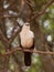 Southern pied babbler