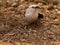 Southern pied babbler