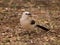 Southern pied babbler