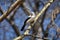 Southern pied babbler in Botswana