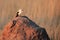 The southern pied babbler Turdoides bicolor sitting on the termite mound. White-black bird on a pile in the African bush